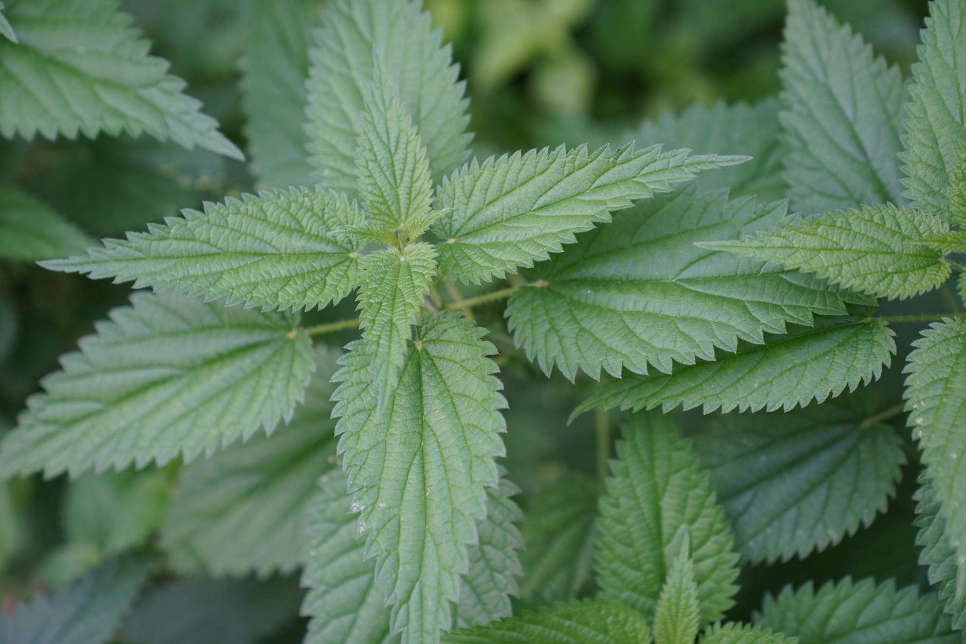 Zbliżenie zielonych liści pokrzywy w leśnym otoczeniu