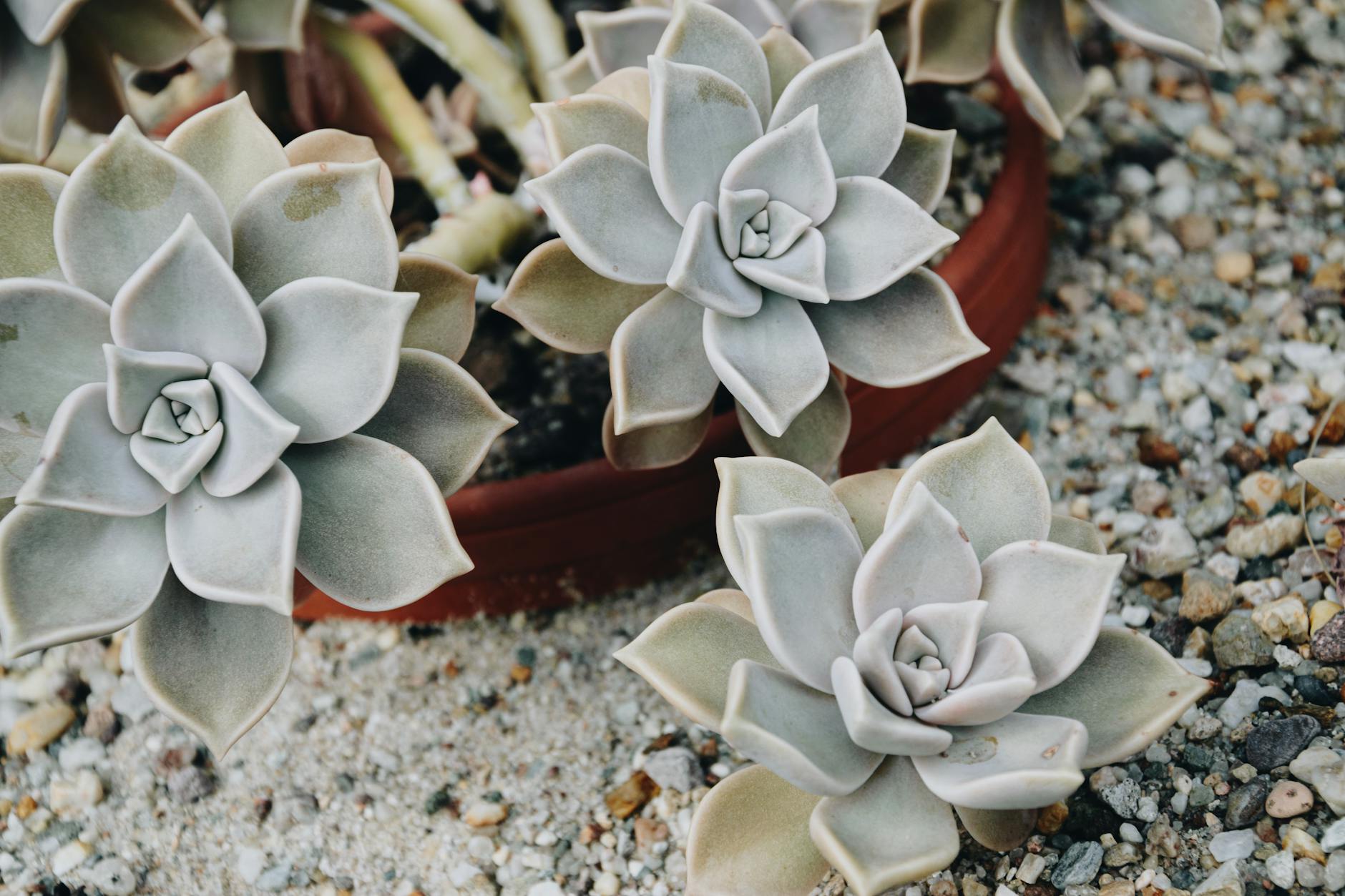 Sukulenty echeveria w terakotowej donicy ustawione na żwirze