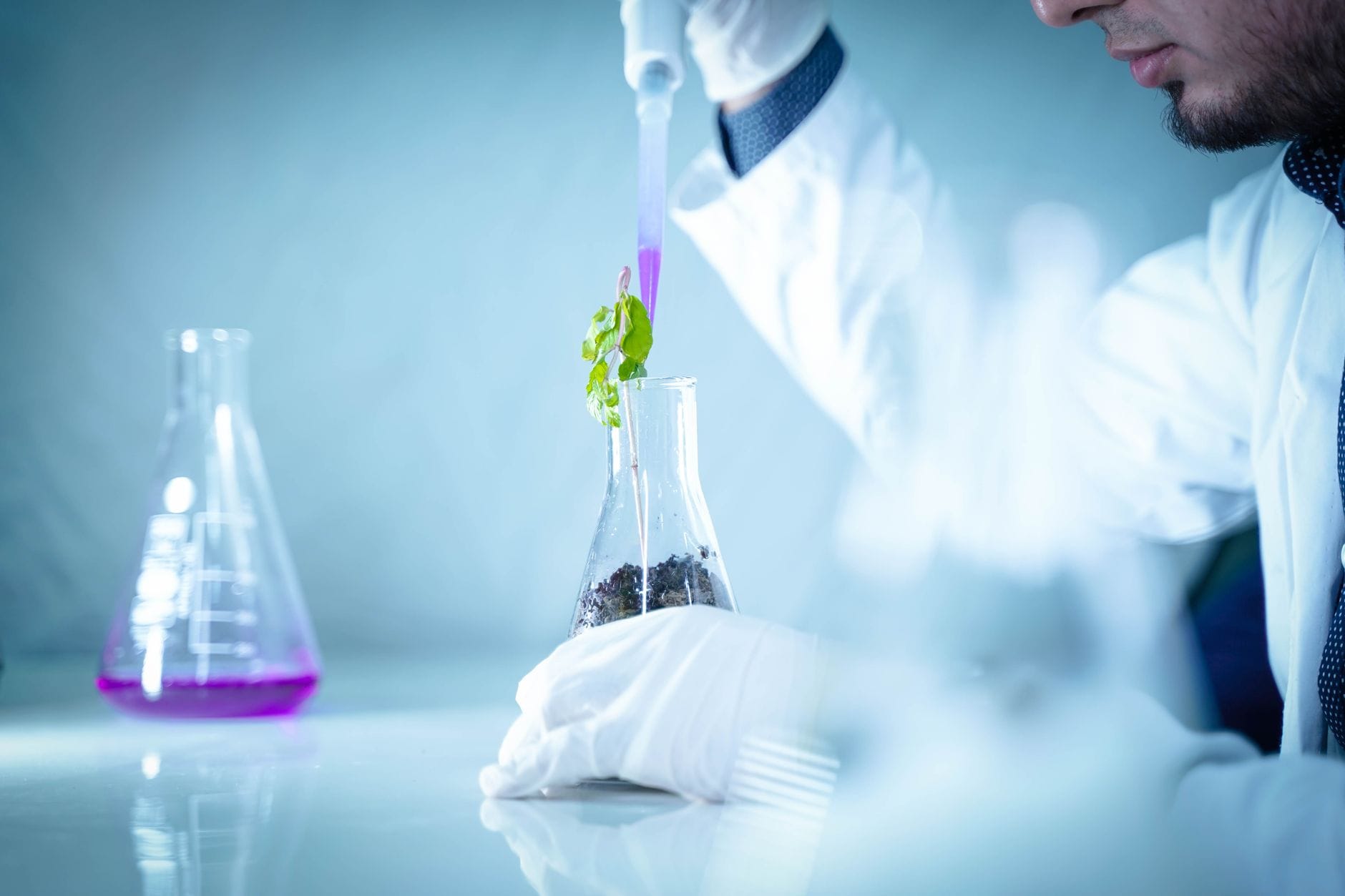 Naukowiec wlewa ciecz do zlewki z rośliną w laboratorium