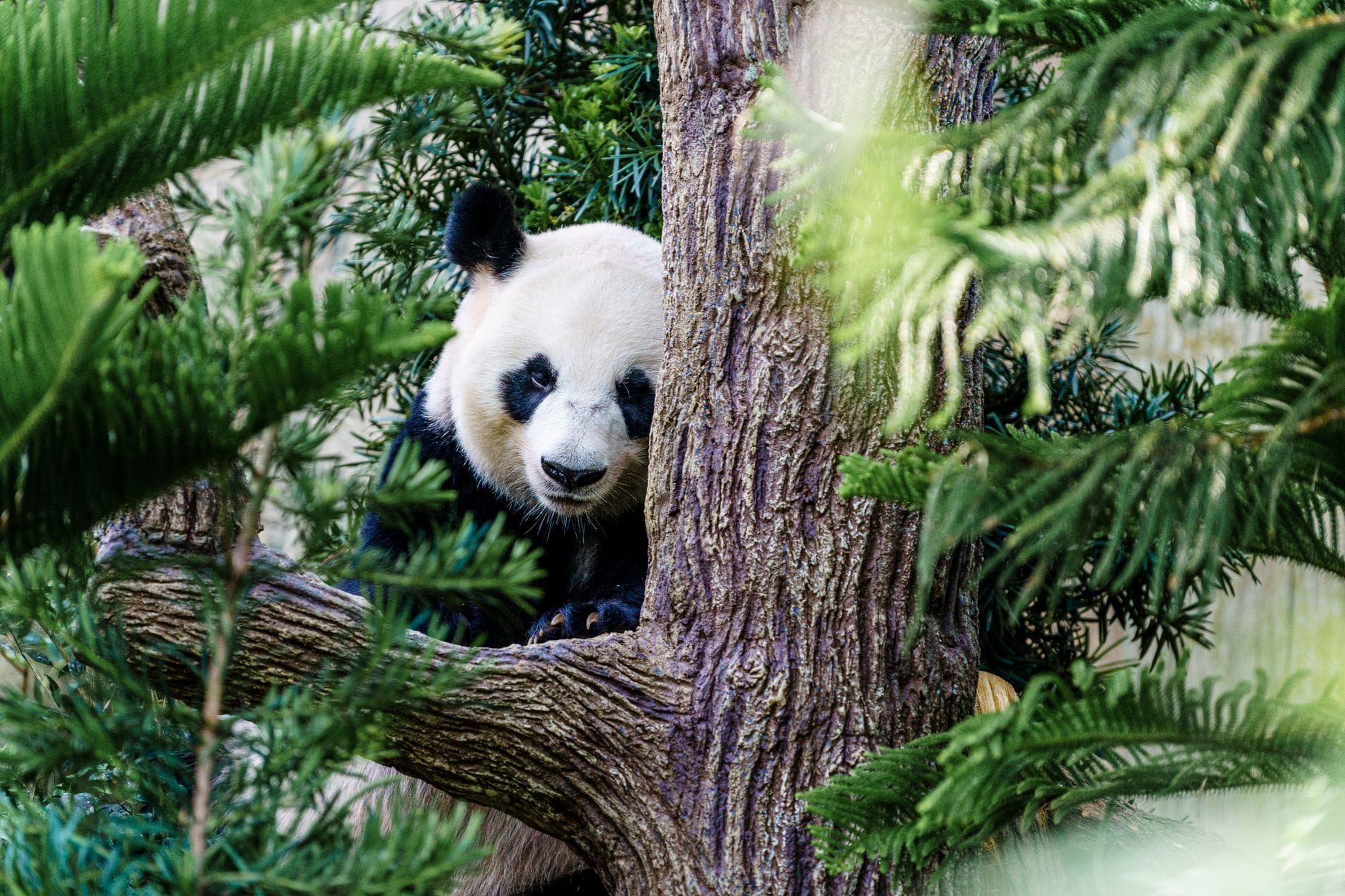 Panda wielka odpoczywająca na gałęzi wśród zielonych liści
