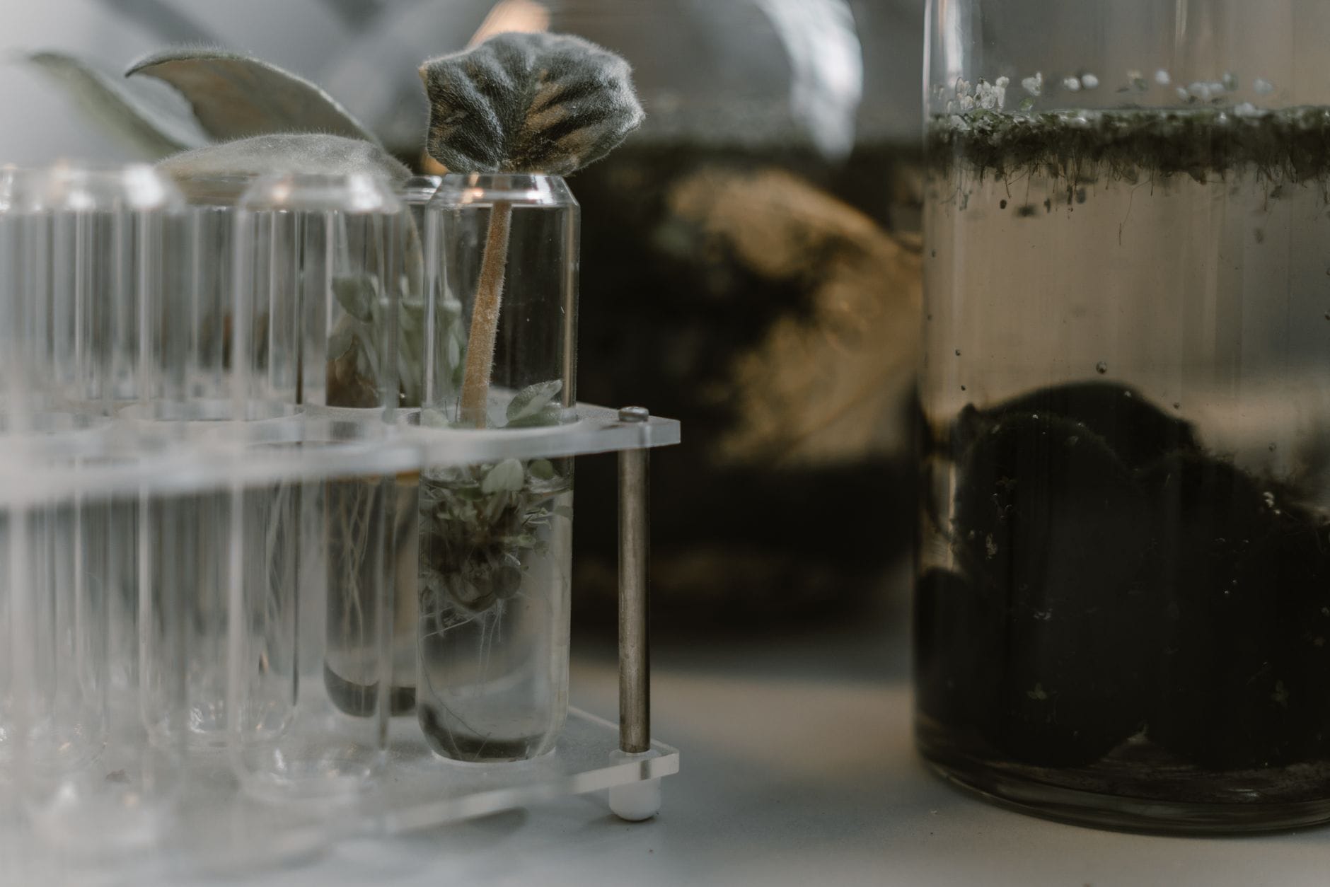 Próbki zielonych roślin w probówkach w laboratorium badawczym